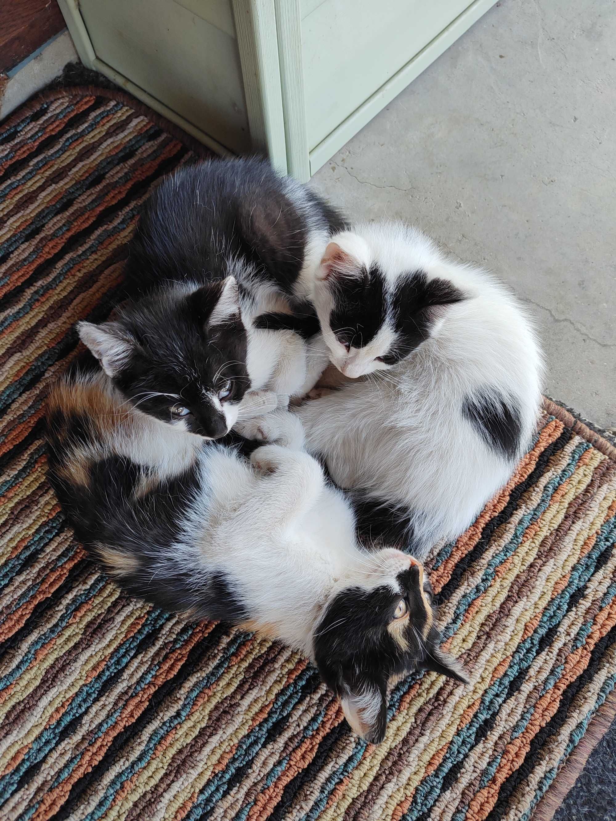 Подарявам котета