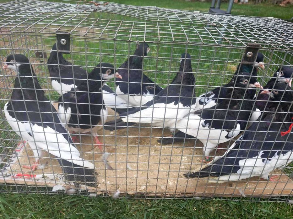 Продавам гълъби град Ямбол