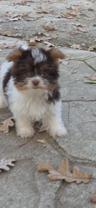 Йорки супер мини биро шоко бивър ,три момиченца!