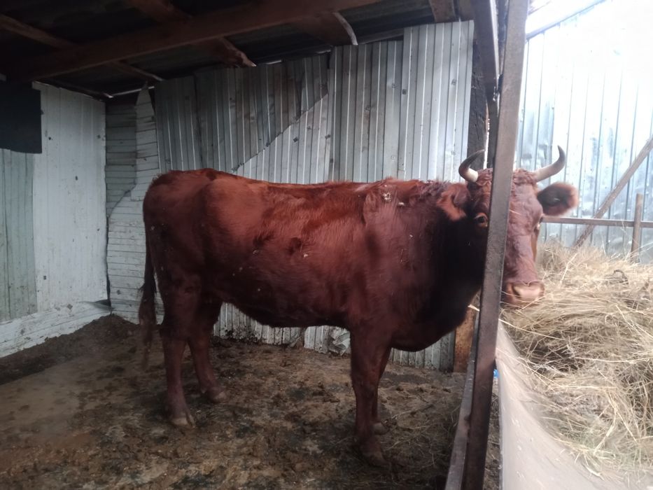 Продам нетель 3 летка