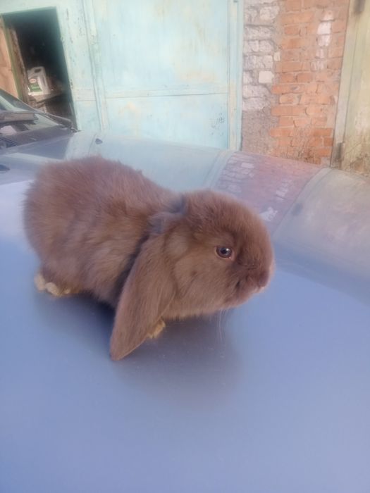 Продам крольчат .