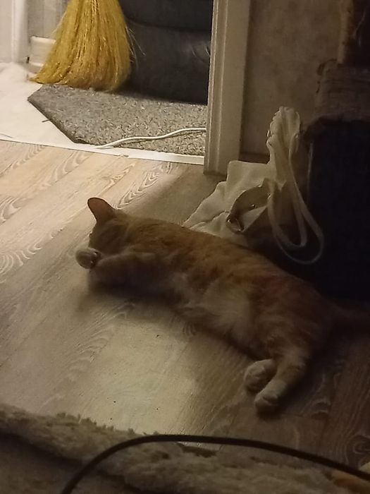 Отдам кота беспладно