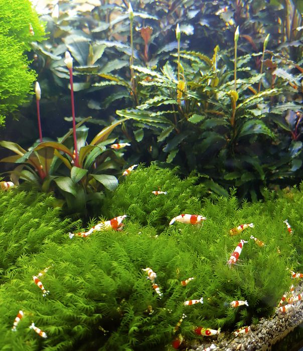 Plante naturale acvariu Hygrophila Pinnatifida Rotala Red Singapore
