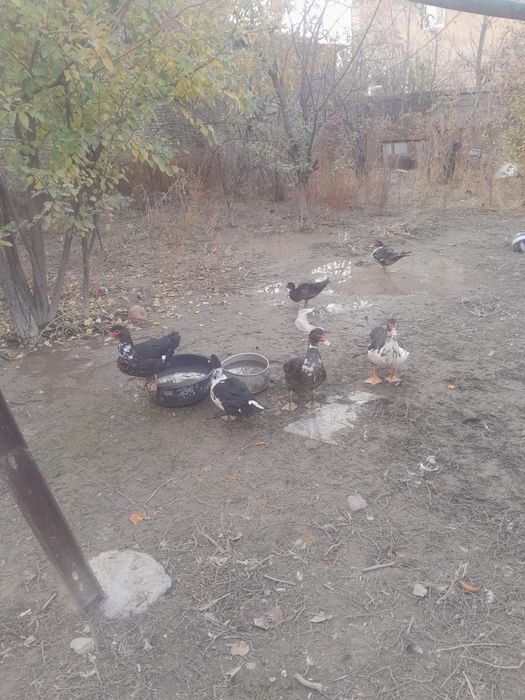 Продаются индоутки разных возрастов