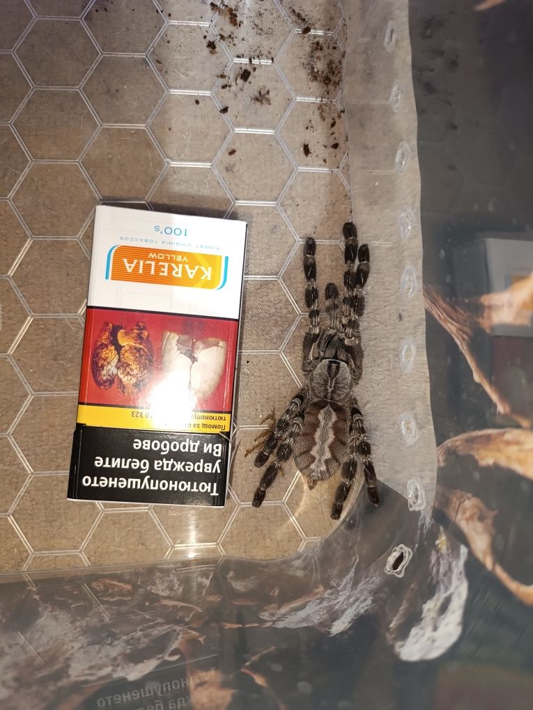 Тарантула Poecilotheria regalis женска