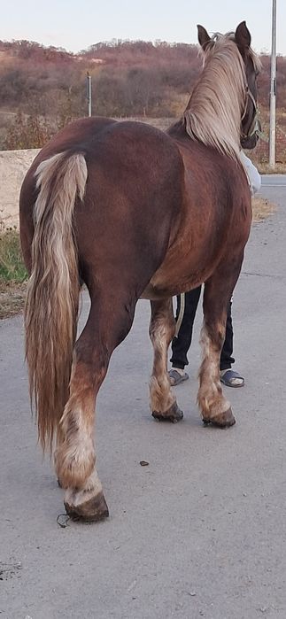 Vînd mînz de 3 ani castrat pret 8.000