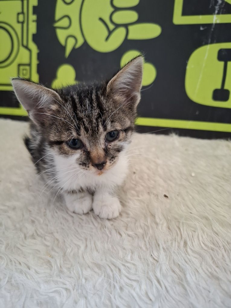 Много мило женско котенце на 1,5 месеца