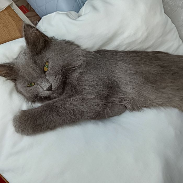 Отдам кота в добрые руки