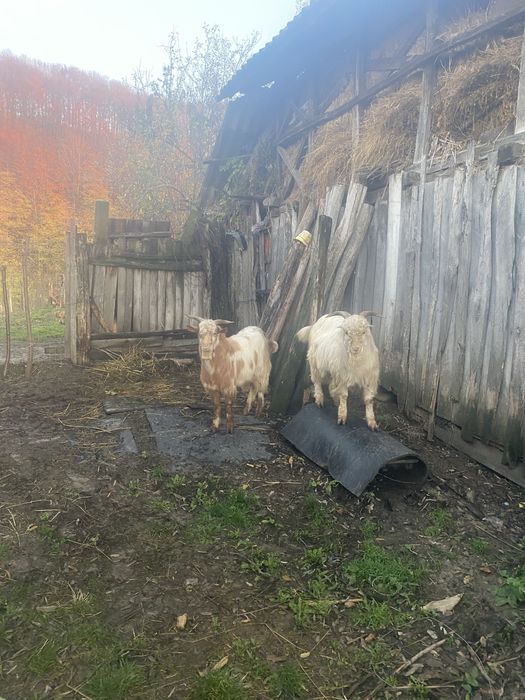 Vand capre la pachet