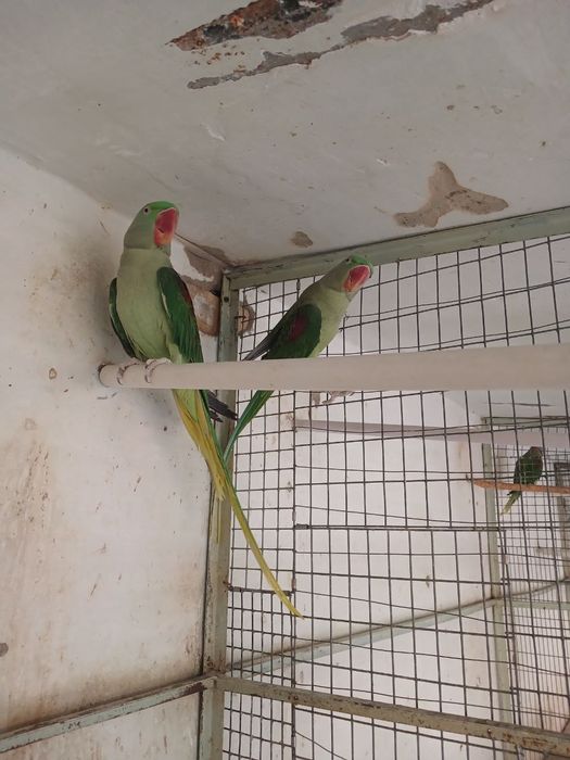 Александрийский попугай