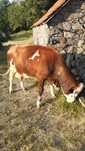 Vaca cu vitel baltat