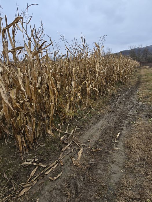 Porumb știuleți KWS
