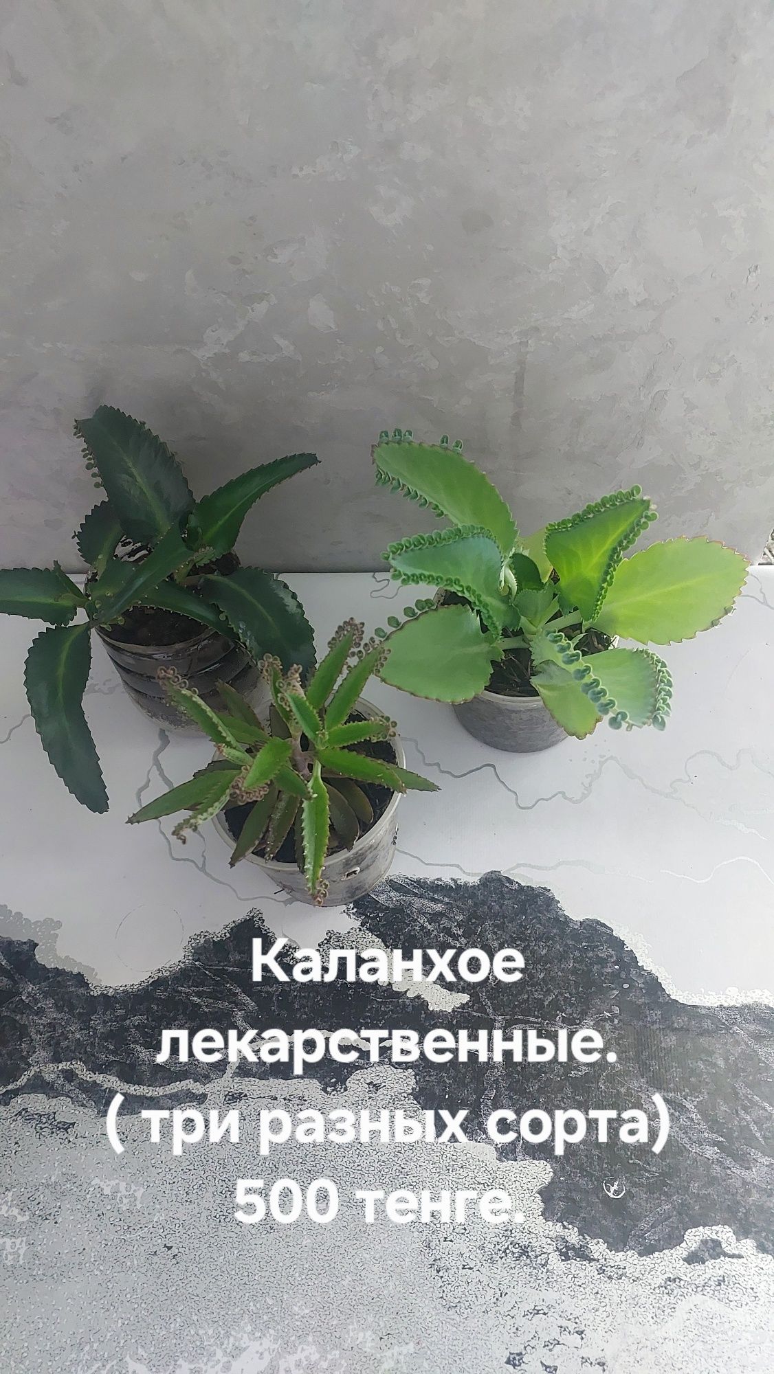 Комнатные растения.