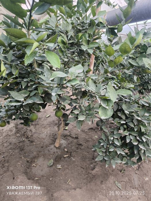 Апелсин ва мандарин кўчатлари сотилади, хосили билан