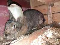 Vând iepuri din rasa sur german disponibil două perechii
