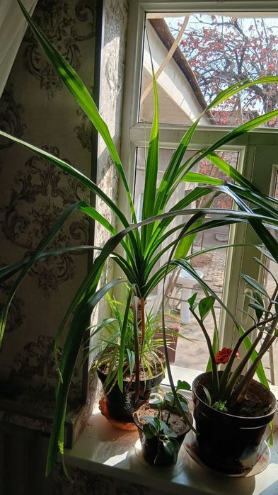 Xona Gullari sotiladi