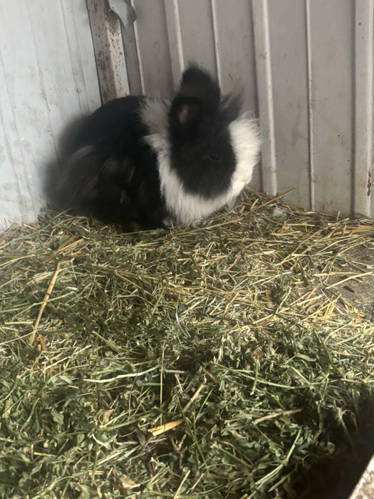 De vanzare iepurii cap de leu