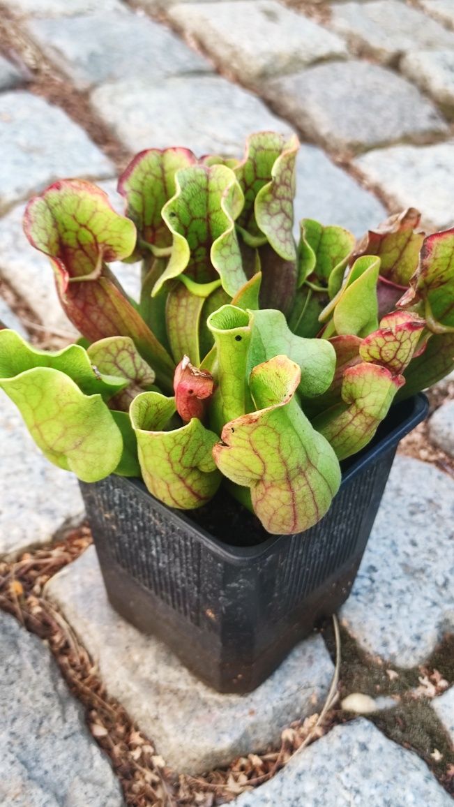 Sarracenia Purpurea plantă carnivoră (Produs in Romania)