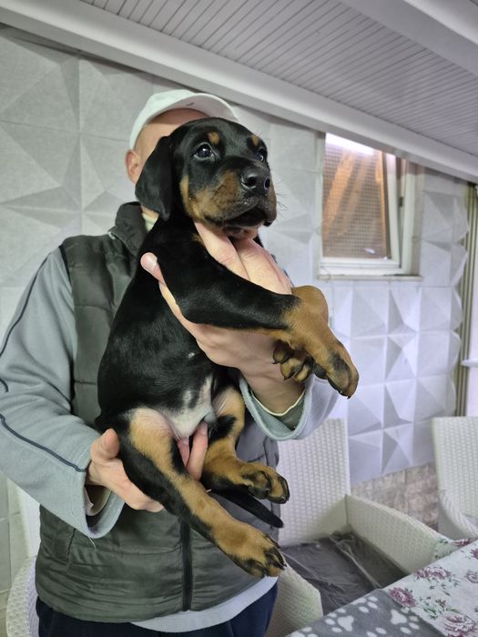 Vand pui doberman