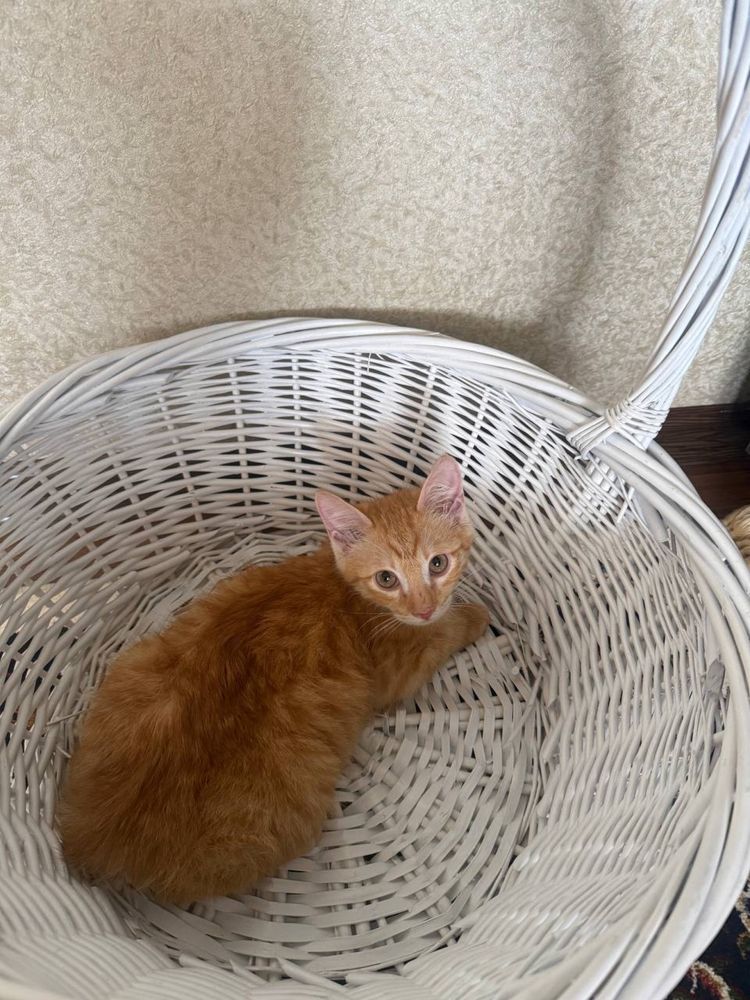 Котенок маленький рыжего  цвета