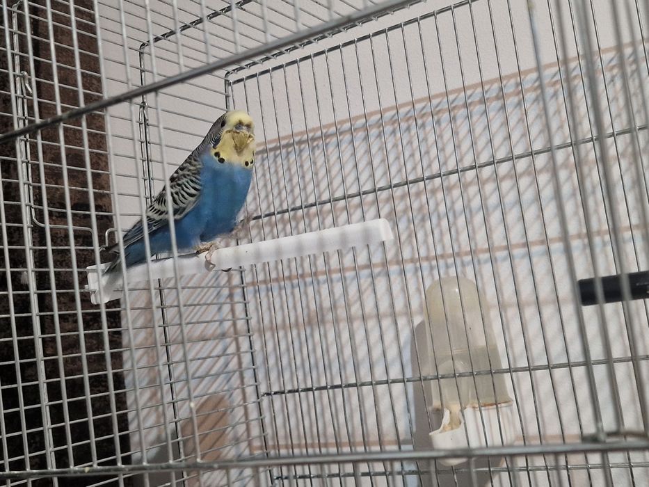 Papagal Perus Colivie