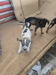 CATEL de Adoptie 4 luni