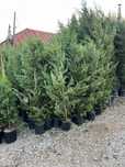 Plante ornametale naturale tuia