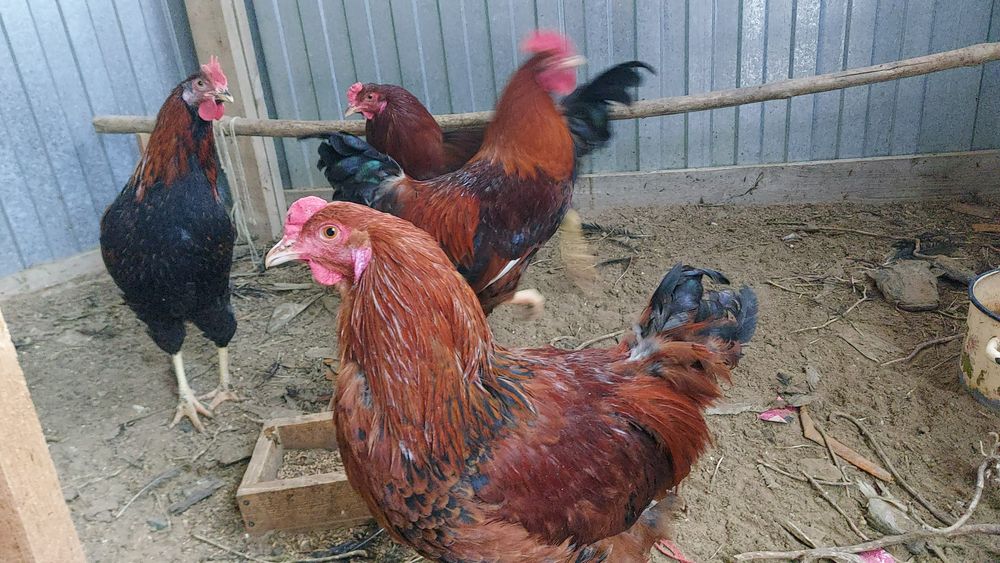 Әтештер 7 айлық, Петухи 7 месячные.