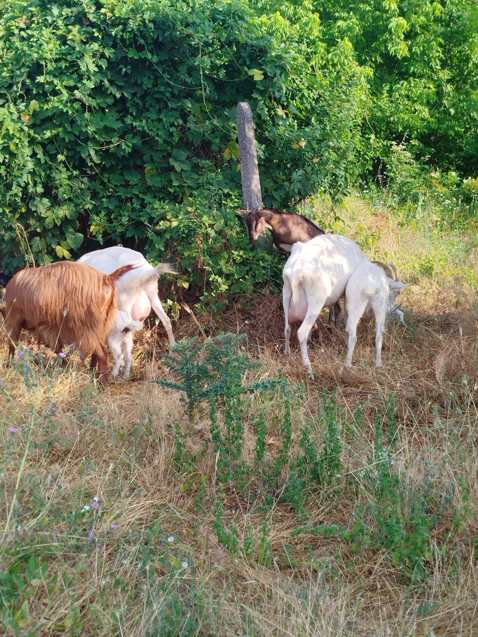 Продавам Хубави Кози