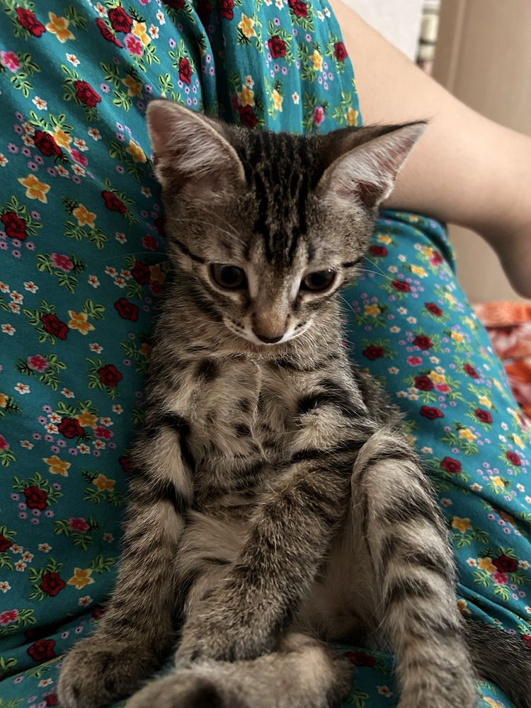 Котик мальчик игривый получил ожог просим взять и вылечить прощу!