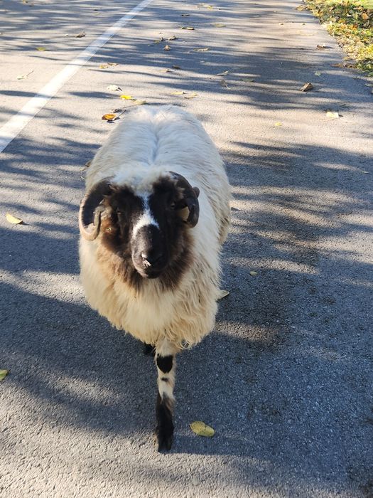 2 miori + 2 berbecuți brezi