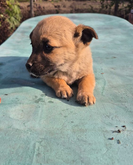 Cine dorește sa adopte un catelus.  Varsta de 3 luni. Talie mica