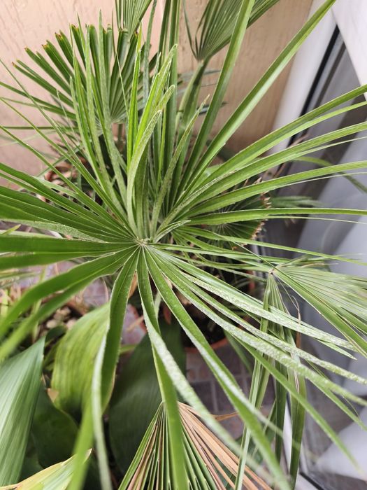 Палми.    финикови