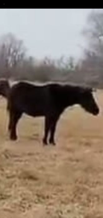 СКанай Продам кобылу 4лет с же ребёнком  600тыс