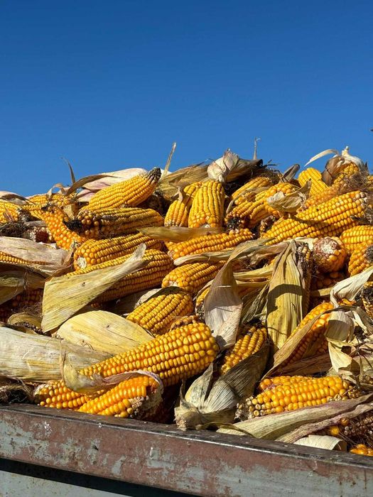 Vând porumb știuleți - productie 2025