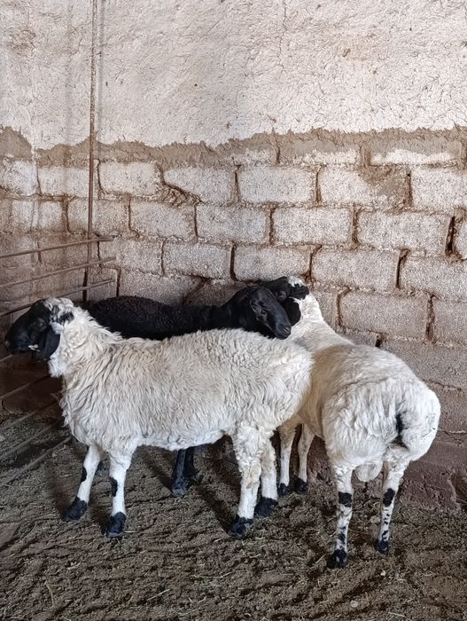 Qoylar xizmati 90 000 mingda jivoy vesiga