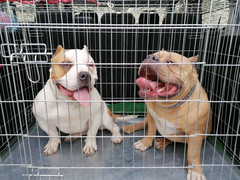 Pensiune canina Oradea