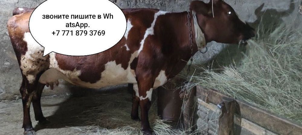 Продам корову с теленком .. ..