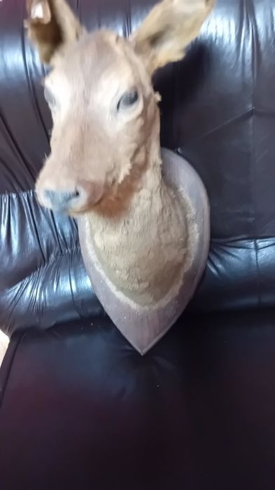 Препарирана  кошута.Катеричка   и  белка