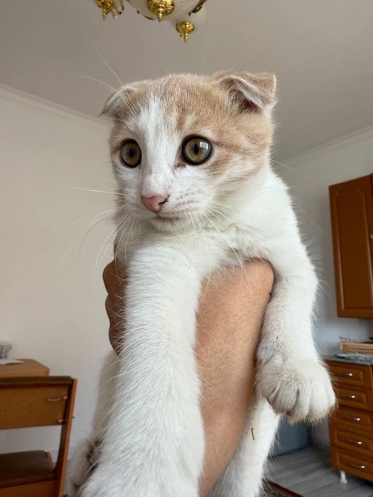 Отдам в хорошие руки котенка