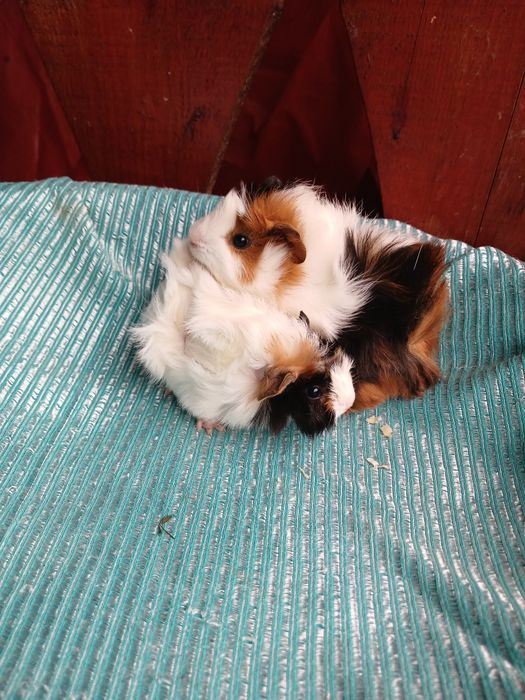 Pui de porcușori de Guineea Frezați