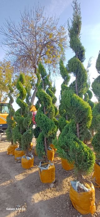 Xar xil turdagi archa kochatlari bor..