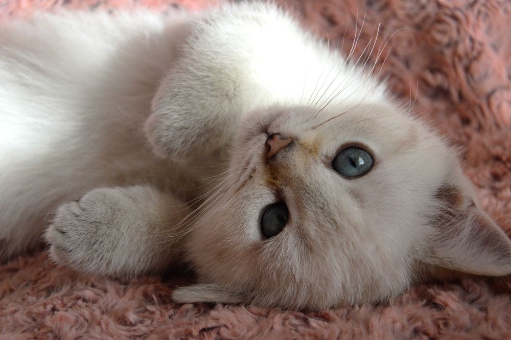 Златни и сребърни чинчили