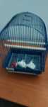 Colivie cu accesorii