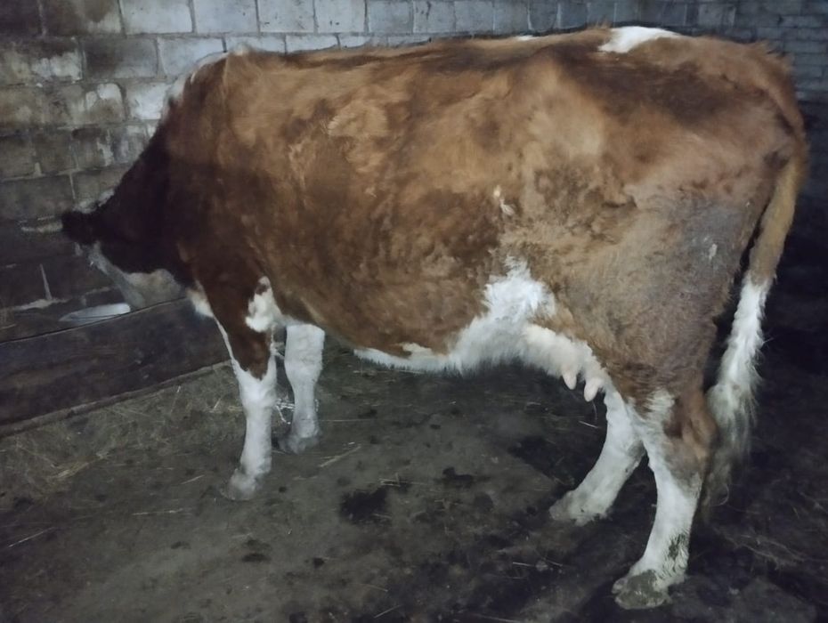 Продам коровы молочная