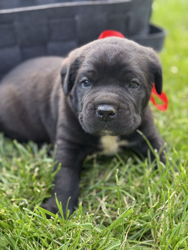 Кане корсо чистокръвни бебета cane corso italiano