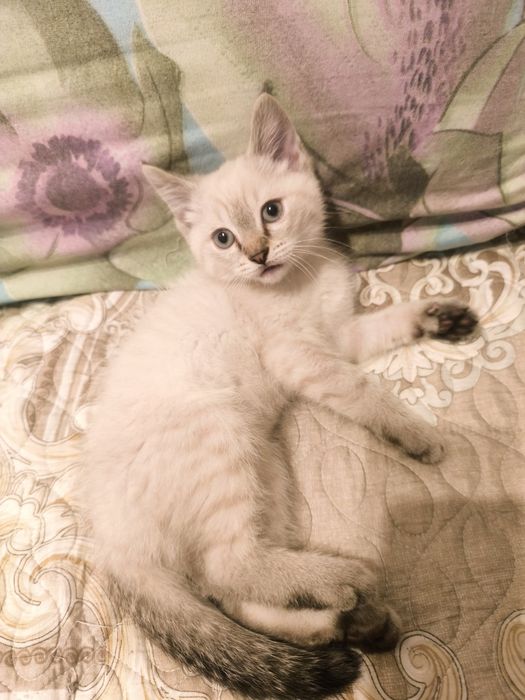 Продаётся котёнок, наполовину сфинкс