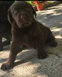 Pui labrador retriver