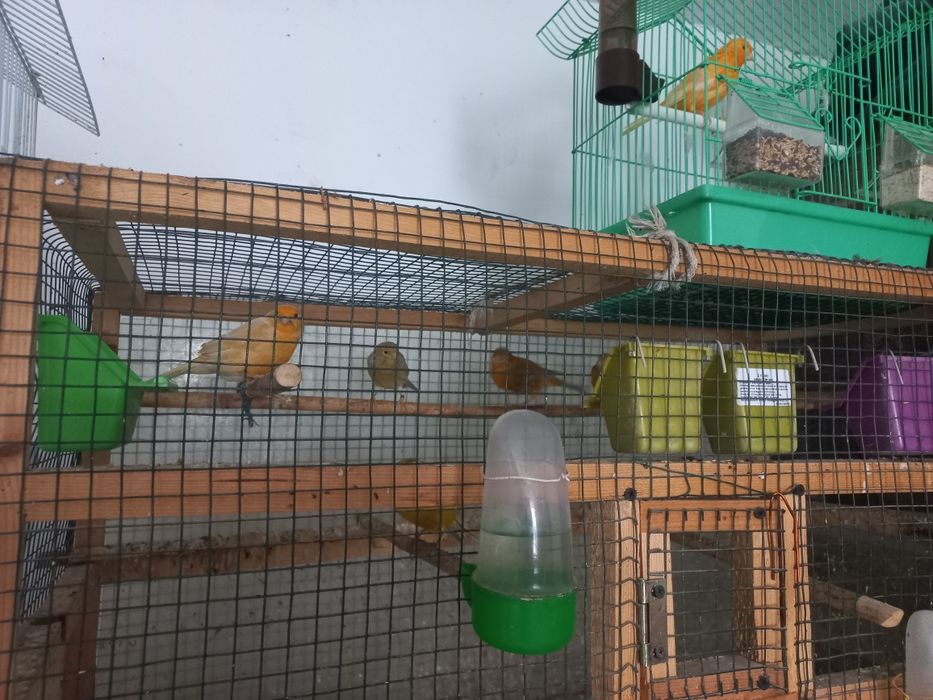 Vand canarite și canari