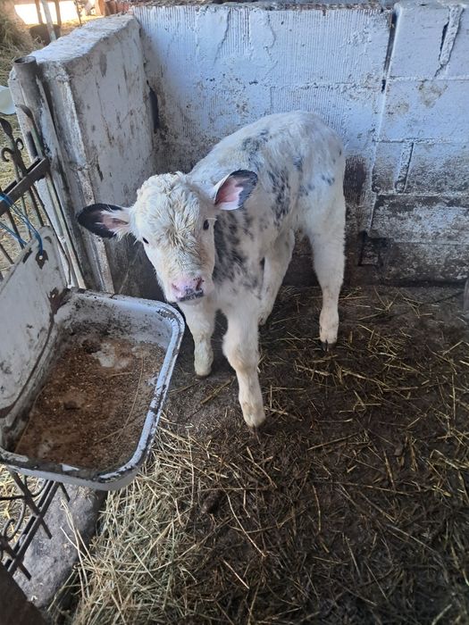 Vând viței foarte frumos